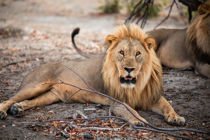 10 Day Discover Namibia Small Group Safari - Day four: from Solitaire to the Atlantic coast