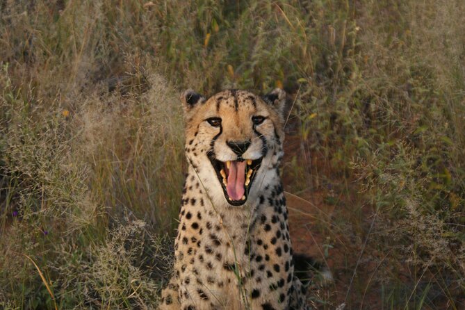 10 Day Discover Namibia Small Group Safari - Day five: choosing how to use Swakopmund