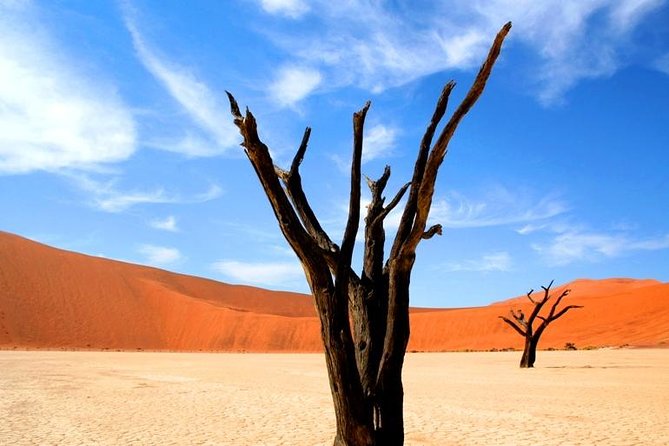 10-Day Namibia Highlights Guided Tour from Windhoek - Day 4: Moon Landscape, Welwitschia, and Walvis Bay