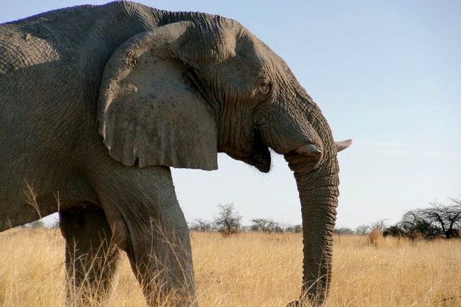10-Day Namibia Highlights Guided Tour from Windhoek - Day 6: Twyfelfontein and Damara culture