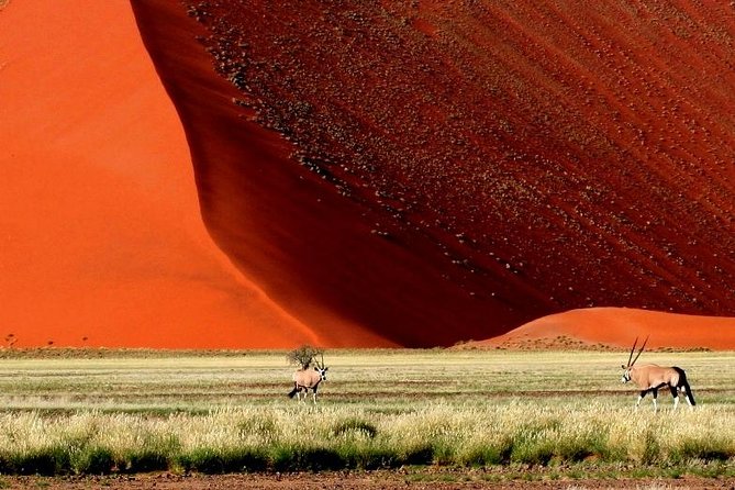 10-Day Namibia Highlights Guided Tour from Windhoek - Day 7: Entering Etosha National Park