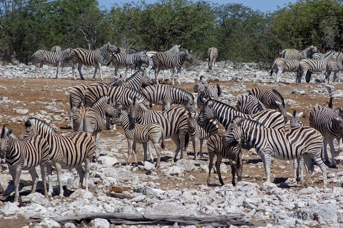 11 Days Small Group Namibia Experience Fully Accommodated Tour - Day 5: Free time in Swakopmund