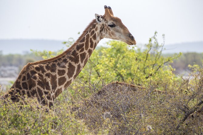 12 Day Classic Namibia Camping Safari - Etosha: waterholes, predators, and a floodlit night