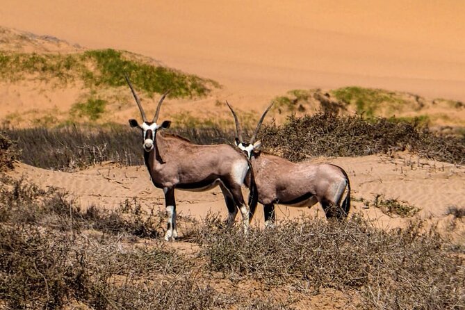 2 Day Scenic Sossusvlei Adventure Tour in Namibia - Deadvlei and the 380-meter Big Daddy climb