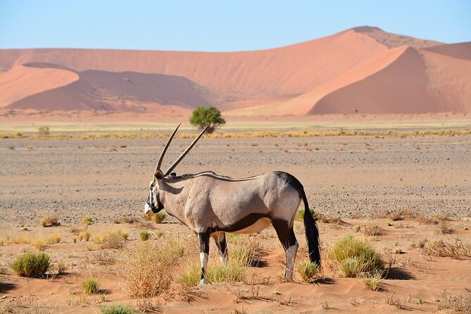 2 Days Guided Tour in Sossusvlei and Sandwich Harbor - A desert lodge and the value of the overnight stop