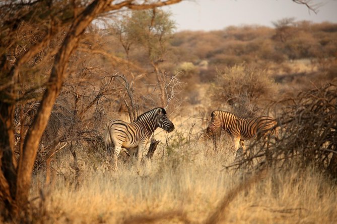 3 Day Camping tour at Etosha National Park - A full game drive across Etosha to Namutoni