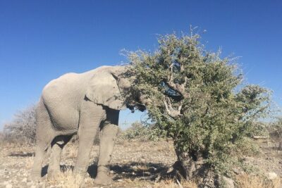 3 Day Camping tour at Etosha National Park