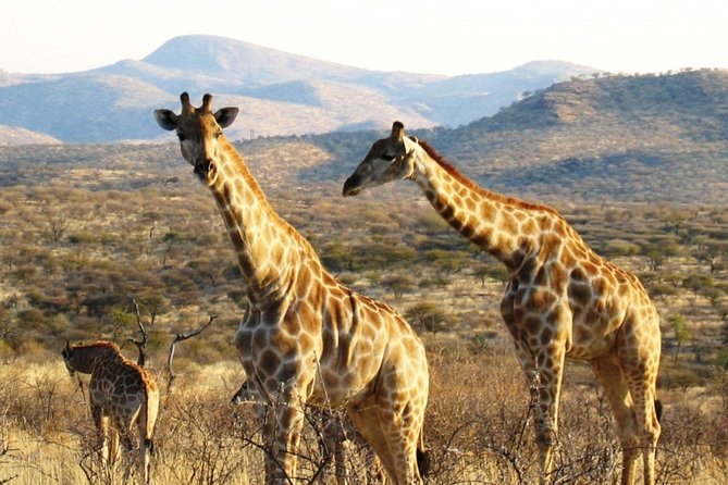 3 Day Camping tour at Etosha National Park - Who will enjoy this safari most