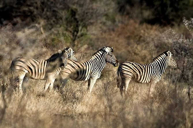 3 Day Camping tour at Etosha National Park - Practical advice for a smoother trip