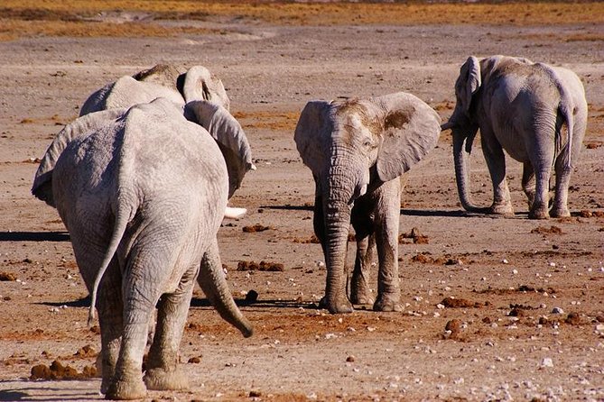 3 Day Etosha Budget Camping Safari - Why three days can work well for Etosha