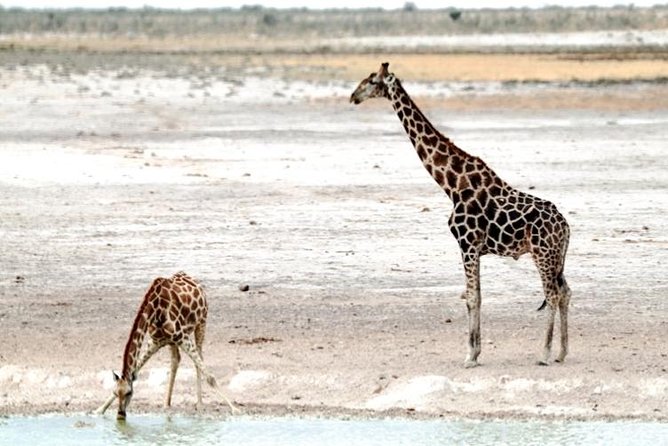 3 Day Etosha Budget Camping Safari - What the price includes, and what it does not