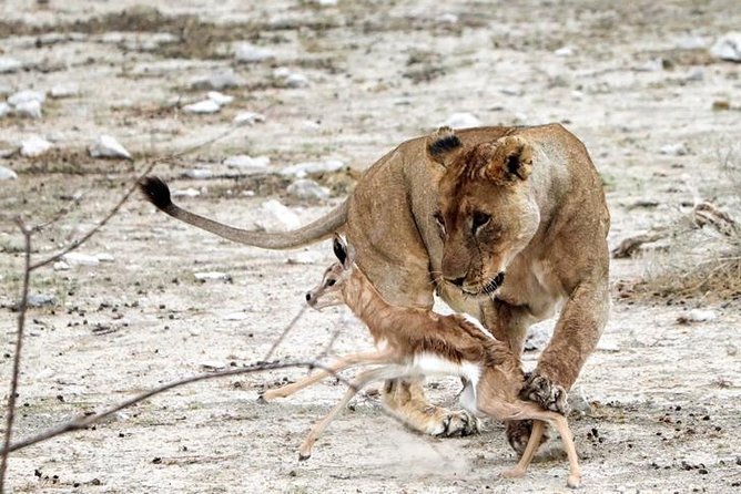 3 Day Etosha Budget Camping Safari - The camping style and the right packing list