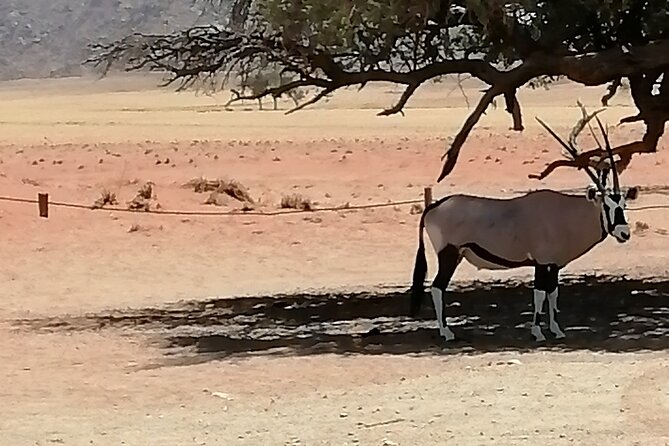 3-Day Scenic Sossusvlei Adventure in Namibia from Swakopmund - Why this three-day route works from Swakopmund