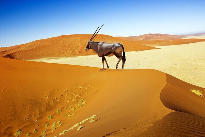 3-Day Scenic Sossusvlei Adventure in Namibia from Swakopmund - Welwitschia Plains, desert science, and possible wildlife