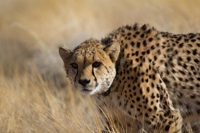 3-Day Sossusvlei Express Accommodated Safari from Swakopmund - Should you book the three-day Sossusvlei Express?