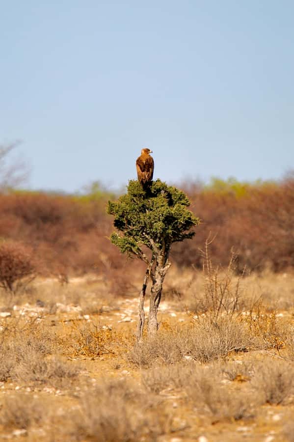 4 day Sossusvlei and Swakopmund Lodging - Day 2: Dune 45, Dead Vlei, and the big climbs