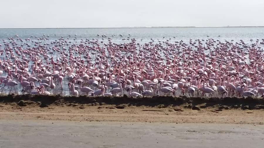 5 Days Sossusvlei and Swakopmund Tour - Shared Shuttle - Red dunes first, Atlantic surf later