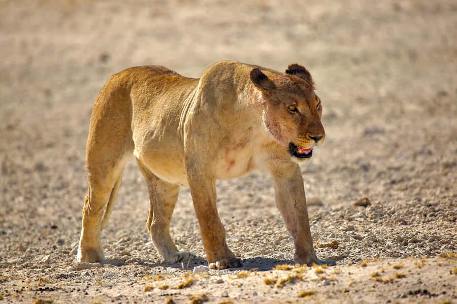 5 days Sossusvlei, Swakopmund and Spitzkoppe Camping - Key points to know before booking