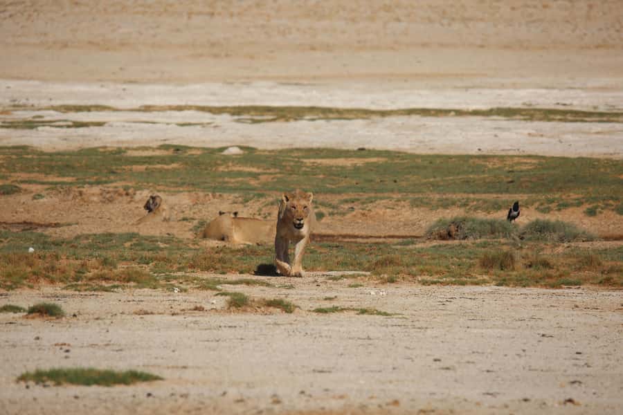 5 days Sossusvlei, Swakopmund and Spitzkoppe Camping - Day 5: Returning to Windhoek through Okahandja