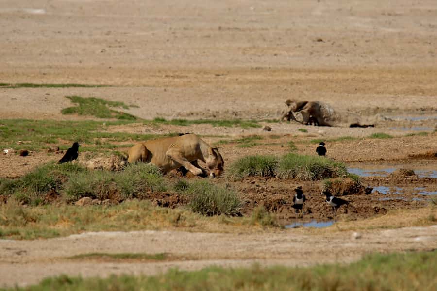 5 days Sossusvlei, Swakopmund and Spitzkoppe Camping - Is $1,400 a fair price?