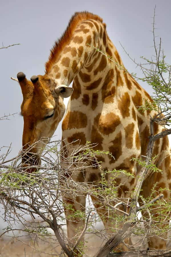 5 days Sossusvlei, Swakopmund and Spitzkoppe Camping - What to pack for the camping route