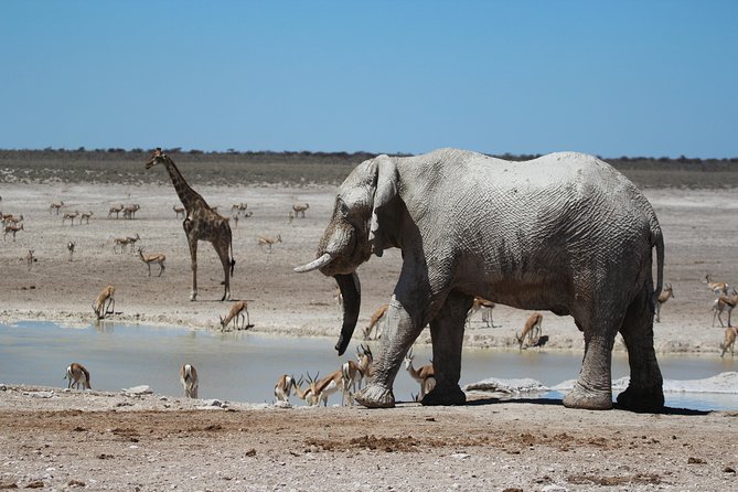 6 Day Private Guided Accommodated Namibian Loop - Day 4: Walvis Bay and the road to Sesriem