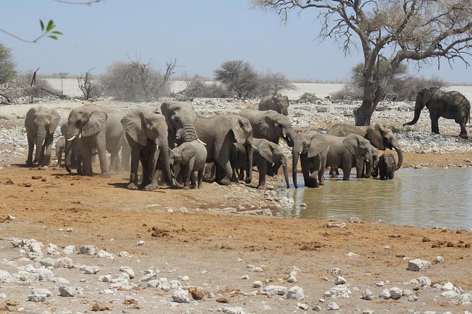 6 Day Private Guided Accommodated Namibian Loop - Day 2: A full day of Etosha waterholes