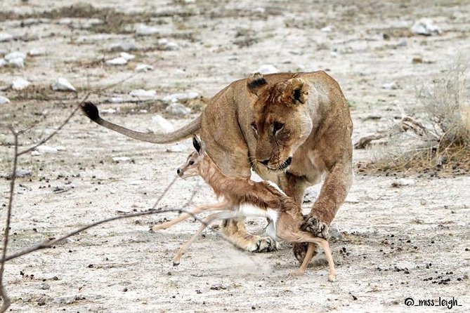 6 Day Sand, Sea & Etosha Budget Camping Safari - Entering Etosha through Okaukuejo