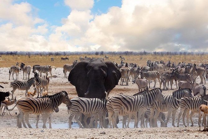 6 DAYS ETOSHA,SWAKOPMUND & SOSSUSVLEI- NAMIBIA (Lodging) - Day two: A full day in Etosha National Park