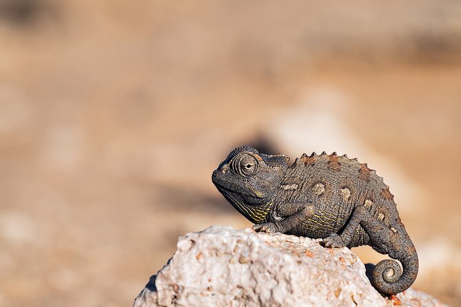 7 Day Northern Namibia and Skeleton Coast Camping Safari - Day 6: Seals, the Zeila wreck, and Swakopmund