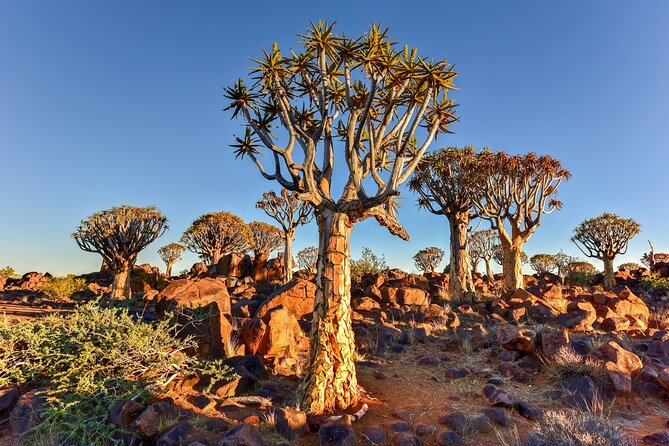 7 Day Southern Namibia and Sossusvlei Camping Safari - Day 5: Kolmanskop, Lüderitz, and a search for desert horses