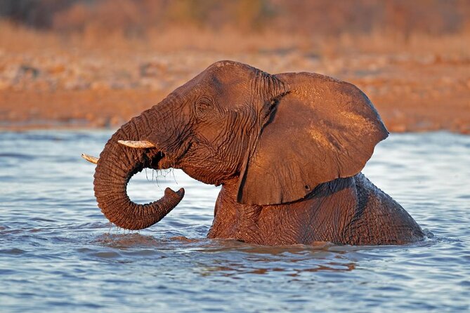 7 Day Taste of Namibia Lodging Safari - Key points to know before booking