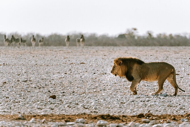 9 Day Canyons, Dunes & Wildlife Camping and Lodge Safari - Day 4: Swakopmund freedom, then the Namib Desert