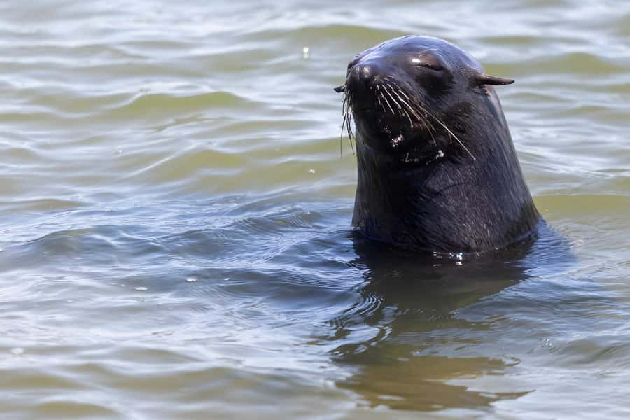 Cape Cross and Henties Bay Guided Tour SkeletonCoast Namibia - Key points at a glance