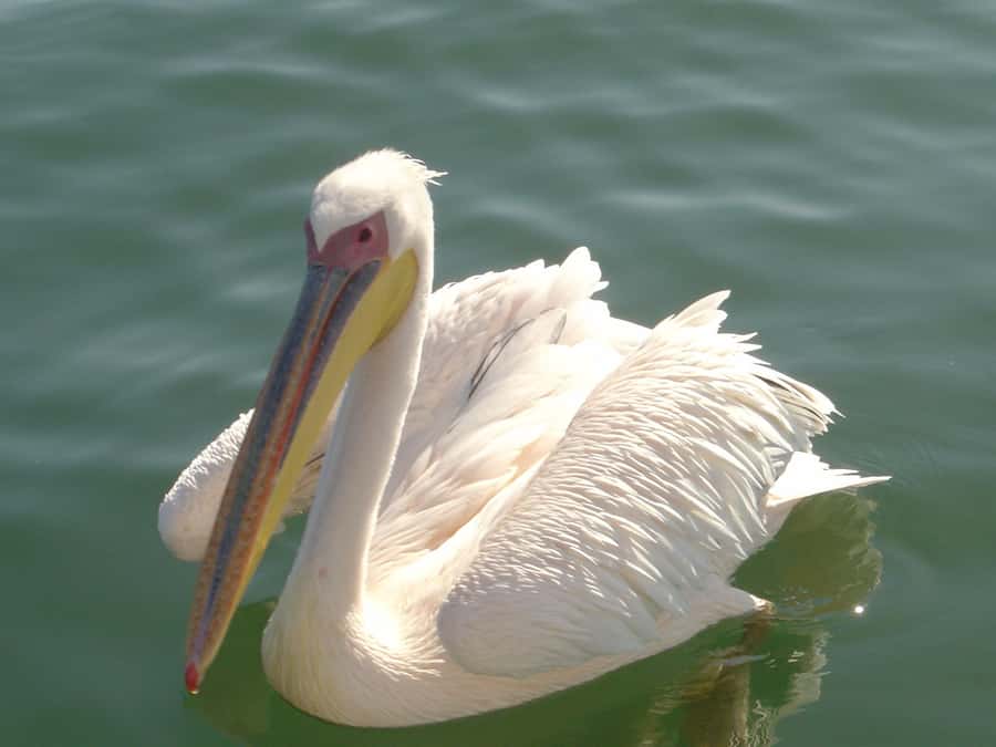 Catamaran Dolphin Cruise and Sandwich Harbour Tour - Key points to know before booking