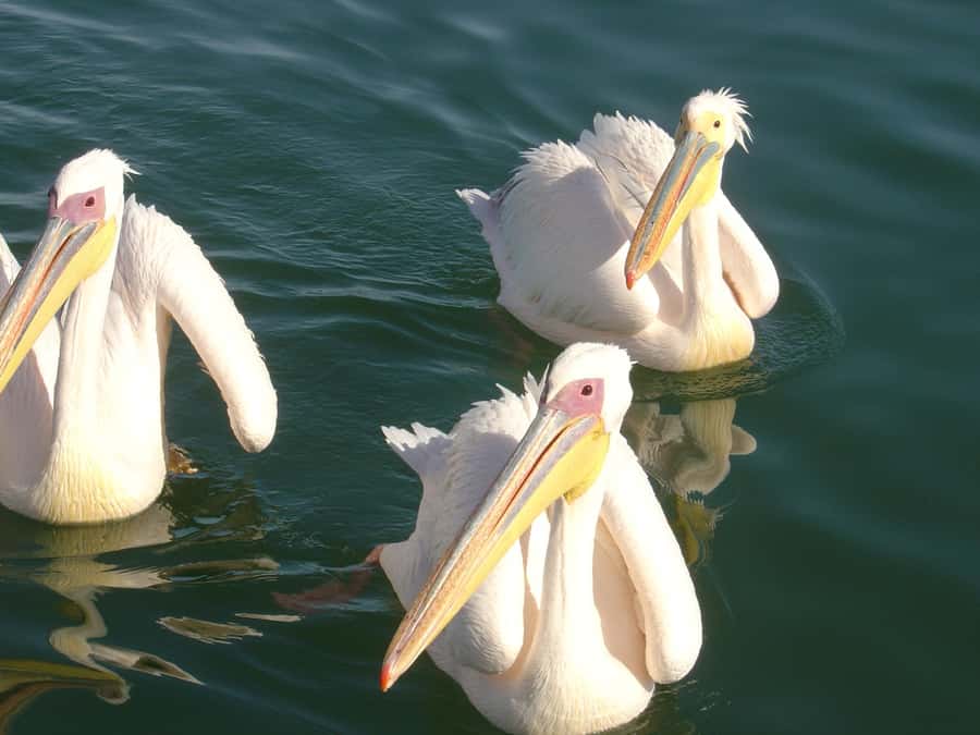 Catamaran Dolphin Cruise and Sandwich Harbour Tour - Pelican Point by catamaran