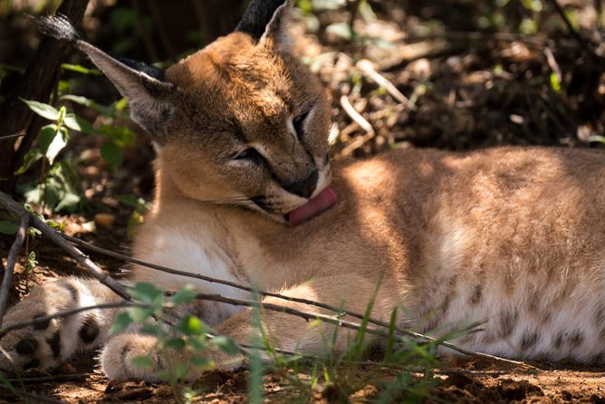 Discover the Routes of N/a’an ku sê. - Feeding sessions bring the animals to life