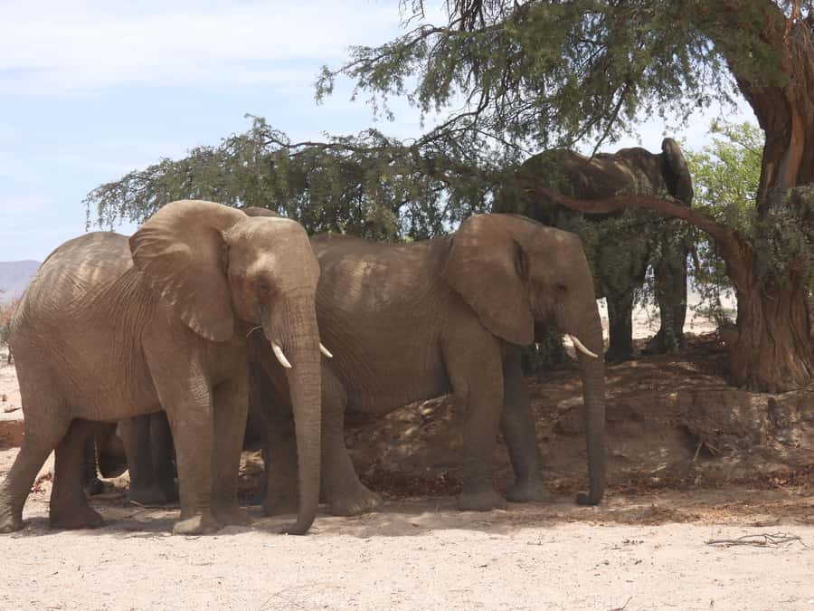 Elephant Adventure with Herson - a native of Damaraland - Key points to know before you go