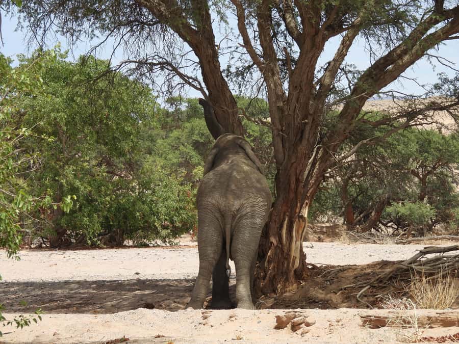 Elephant Adventure with Herson - a native of Damaraland - Finding Herson at the Twyfelfontein meeting point