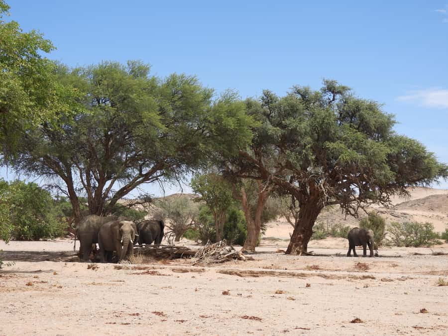 Elephant Adventure with Herson - a native of Damaraland - Following elephant tracks through the dry riverbed