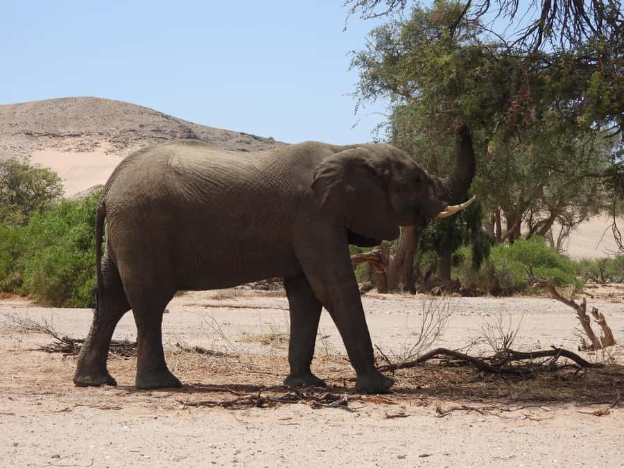 Elephant Adventure with Herson - a native of Damaraland - What the $25 price really buys you