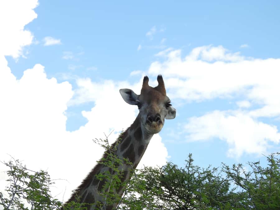 Elephant Adventure with Herson - a native of Damaraland - Why the self-drive format changes the experience