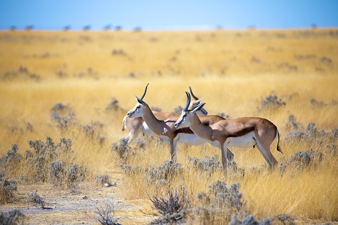 Etosha Express Safari 3 Days / 2 Nights - Day 3: A long return with a stop at Okahandja