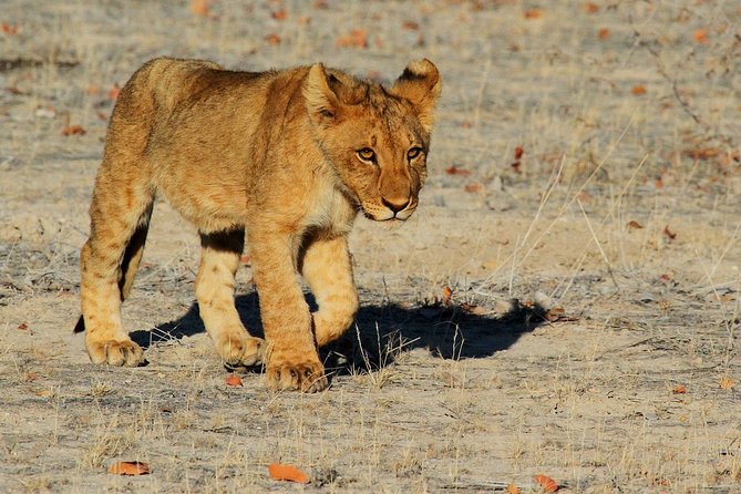 Etosha Express Safari 3 Days / 2 Nights - What the $1,045 price includes in practical terms