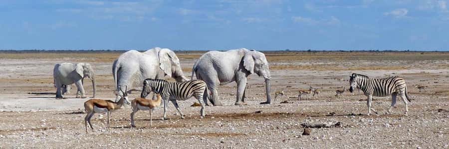 Etosha National Park: Full or Half-Day Game Drive - Why an early Etosha start matters