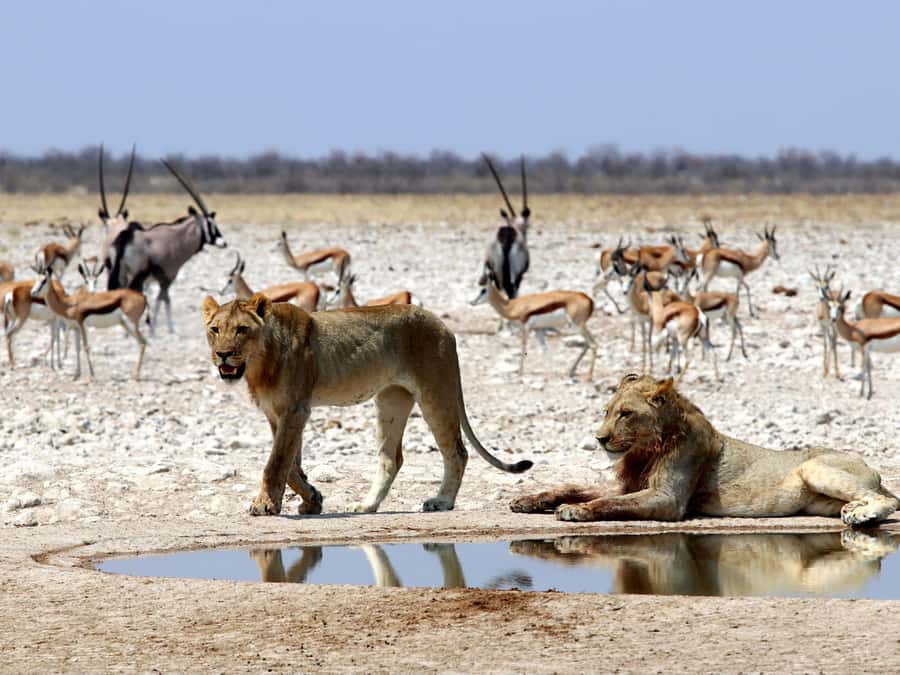 Etosha National Park: Full or Half-Day Game Drive - The open 4x4 makes the ride feel immediate