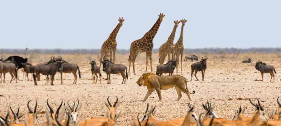 Etosha National Park: Full or Half-Day Game Drive - Morning sightings and the search for Etosha’s big animals