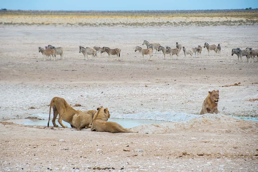 Etosha National Park: Full or Half-Day Game Drive - The midday break inside the park