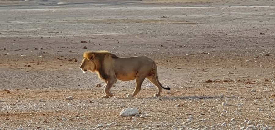 Etosha National Park: Full or Half-Day Game Drive - Full-day or half-day: which should you choose?