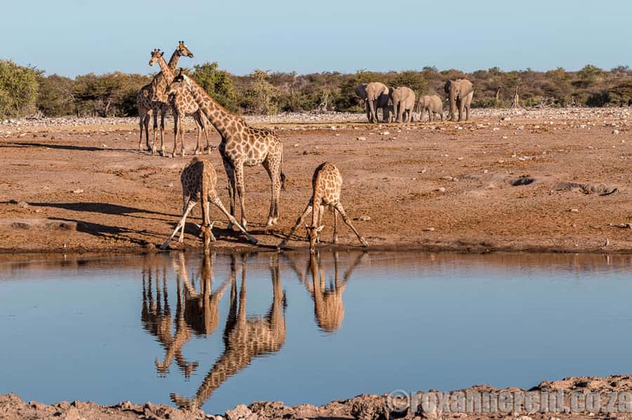 Etosha National Park: Full or Half-Day Game Drive - What the $123 price really covers